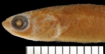 Media type: image;   Ichthyology 6395 Aspect: lateral head